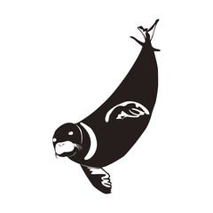 アザラシ © 川崎市民団体Coaクラブ