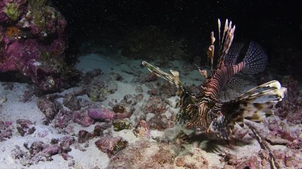 Lionfish, Pterois volitans closeup during the night dive in Andaman sea   