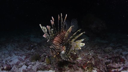 Lionfish, Pterois volitans closeup during the night dive in Andaman sea   