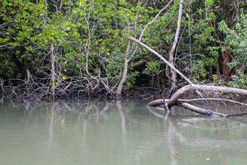 Forest of Mangroves in Tung Prong Thong or Golden Mangrove Field at Estuary Pra Sae, Rayong, Thailand