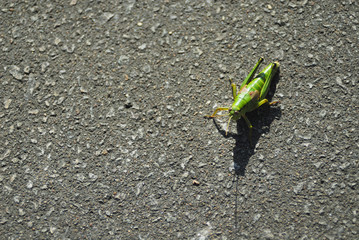 バッタ　アスファルト　素材
