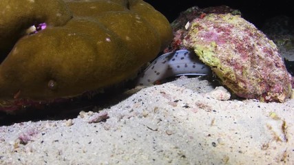 Fimbriated Moray Eel, Gymnothorax Fimbriatus out hunting during night dive 
