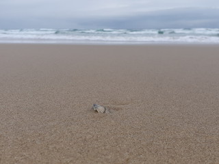 Coolum Beachfront sand and waves 