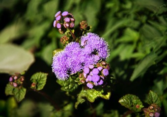 close up on purple flowers