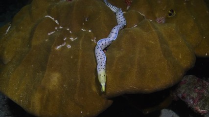 Fimbriated Moray Eel, Gymnothorax Fimbriatus out hunting during night dive 