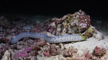 Fimbriated Moray Eel, Gymnothorax Fimbriatus out hunting during night dive 