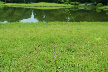 風景　梅雨　緑　池　公園　杤木