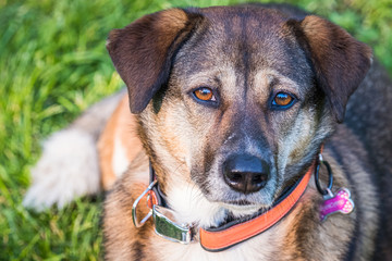 Beautiful brown mixed breed dog watching