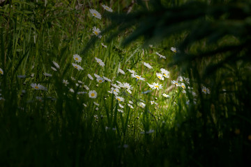 flowering marguerites in the forest meadow