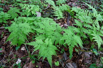 シダの緑色の葉