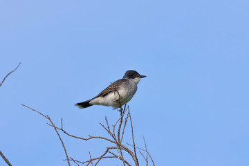  Eastern kingbird (Tyrannus tyrannus) sitting on a branch of a bush