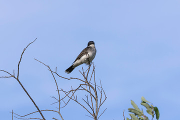  Eastern kingbird (Tyrannus tyrannus) sitting on a branch of a bush
