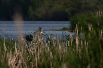  Great blue heron (Ardea herodias) landed in reeds.Evening wild scene from Wisconsin.