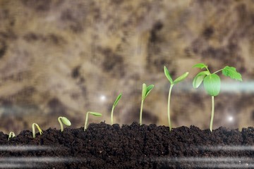 Growth of new life on  background