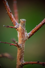 Dragonfly on a tree