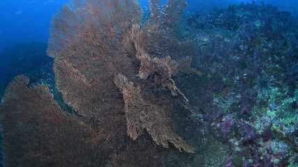 Gorgonian sea fan covered by shoal of Glassfish in Andaman sea 
