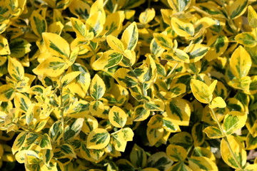 Background texture of Golden Euonymus or Euonymus japonicus Aureo marginatus evergreen densely planted shrub with large leathery glossy oval shaped dark forest green and broadly edged bright golden ye