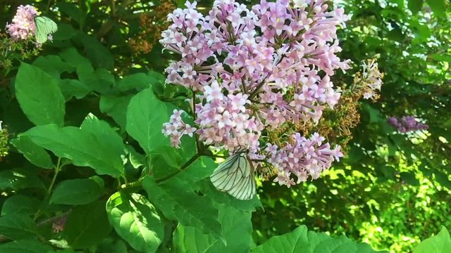 White cabbage butterfly Pieris brassicae sitting on lilac flower. Slow motion