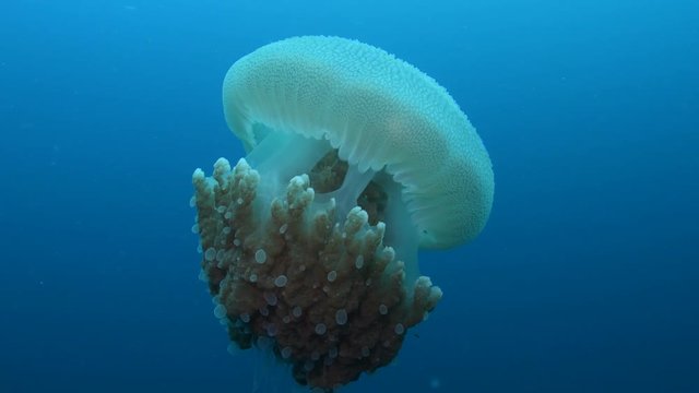 Mosaic Jellyfish, Thysanostoma thysanura closeup in Andaman sea