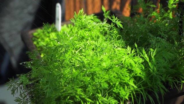 Watering of a dill herb.