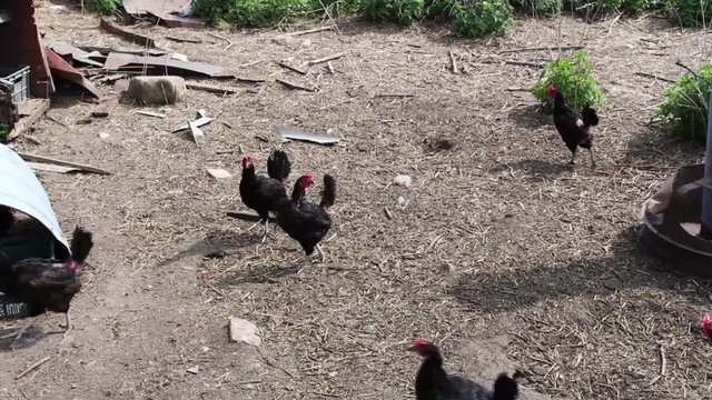 Hens clucking in the pen.