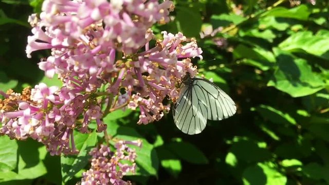 White cabbage butterfly Pieris brassicae sitting on lilac flower. Slow motion