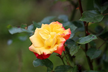 Bicolor fully open blooming garden rose with bright yellow and red petals growing in local urban garden surrounded with dark green leaves on warm sunny spring day