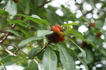 ヤマモモのカラフルな果実