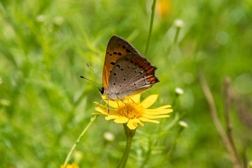 ベニシジミと黄色い花