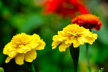colorful flowers in garden