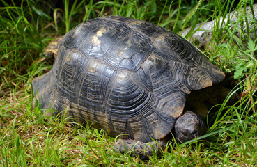 The Dalmatian tortoise or Hermann tortoise (Testudo hermanni ) is one of five tortoise species...