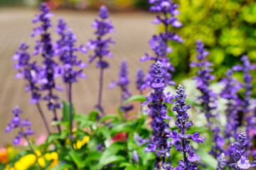 colorful flowers in garden