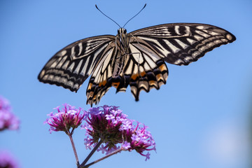 アゲハチョウと青空
