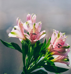 lily in vase