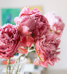 Peony flower