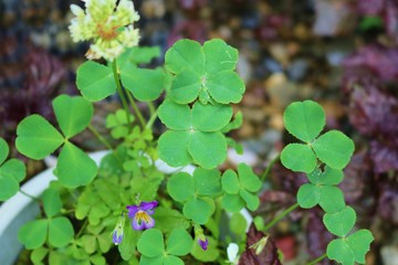 風景　よつ葉　クローバー　シロツメクサ　花壇　幸運