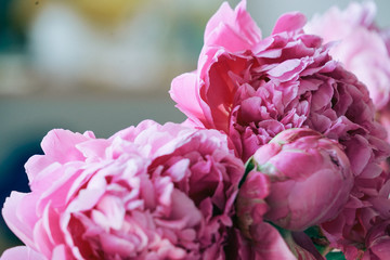 Peony flowers