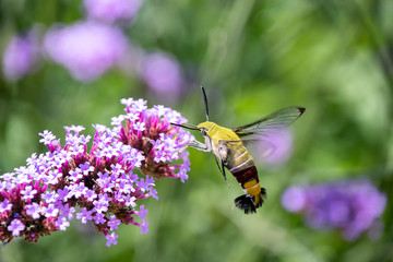 オオスカシバと紫の花