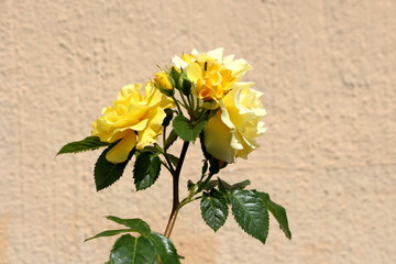 Bunch of fully open and closed bright yellow roses growing on single stem surrounded with dark green leaves planted in local garden with family house wall in background