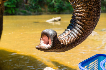 Closeup of a large trunk of an elephant. Thailand animals