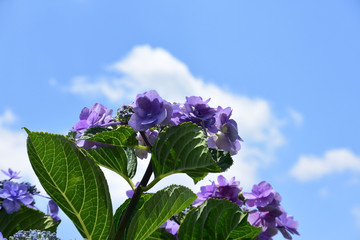 青空と紫陽花