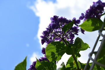 紫陽花と青空