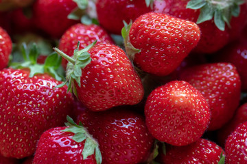 Fresh picked strawberries, bright red and ripe