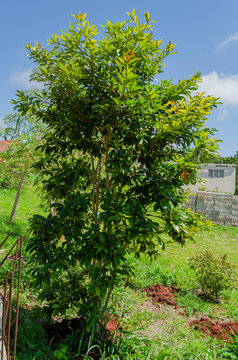 Small Tree Of The Hogberry Fruit