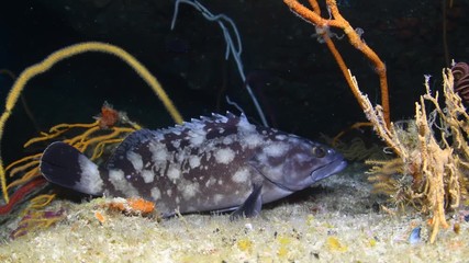 Whitespotted Grouper, Epinephelus caeruleopunctatus closeup in Andaman sea