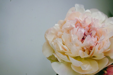 Peony flowers