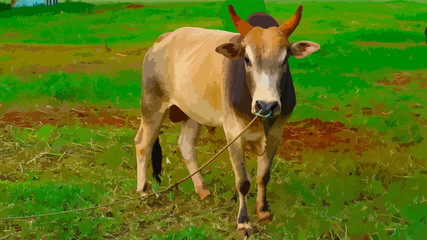 Fototapeta na wymiar Cows of native species are eating grass