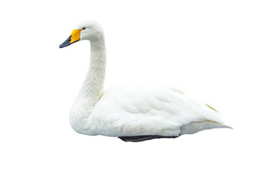 swan   on a white background