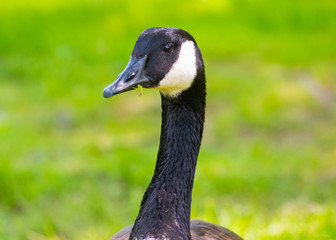 Goose
