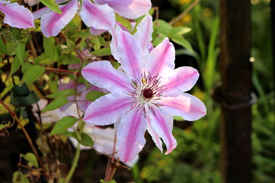 Clematis Nelly Moser or Leather flower Nelly Moser easy care perennial vine flower with leathery white with pink stripes petals and dark center surrounded with green leaves growing local garden on war